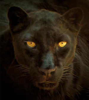 Black Cat by G.B. Smith